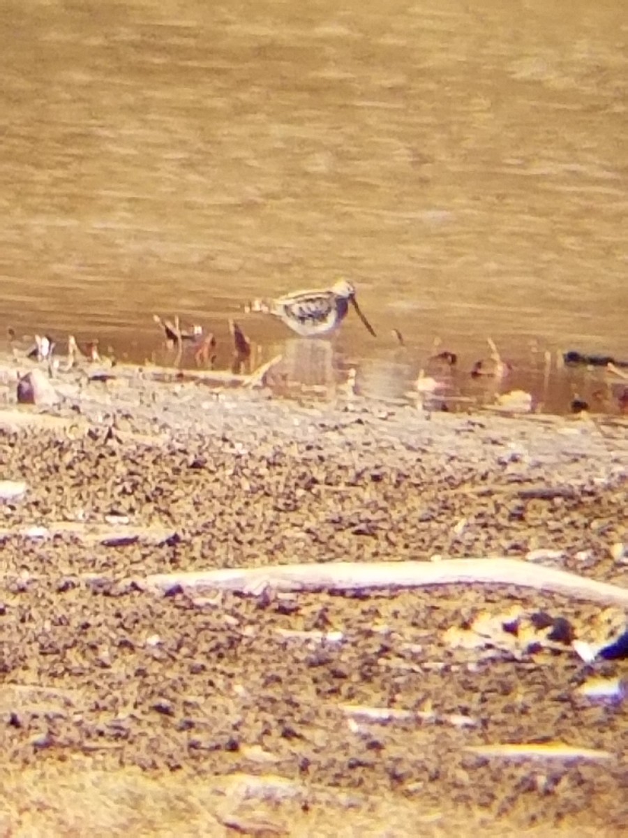 Wilson's Snipe - ML392267291