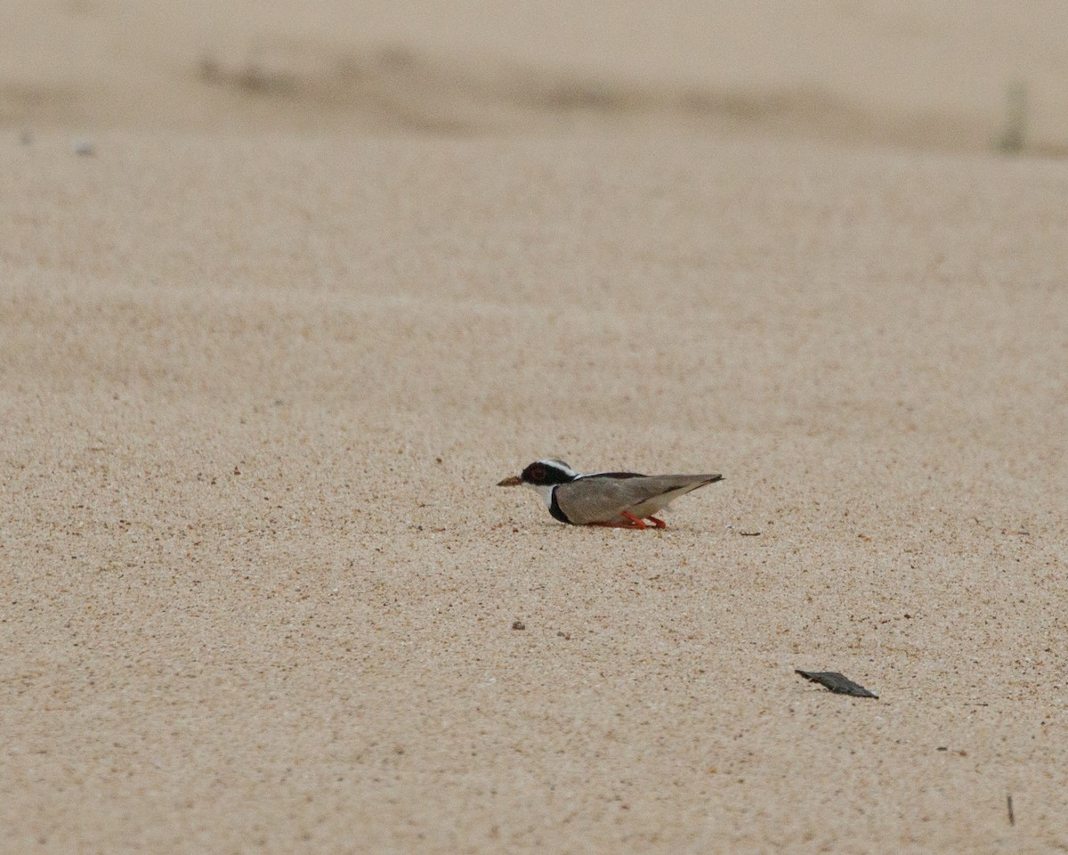 Pied Plover - ML392270701