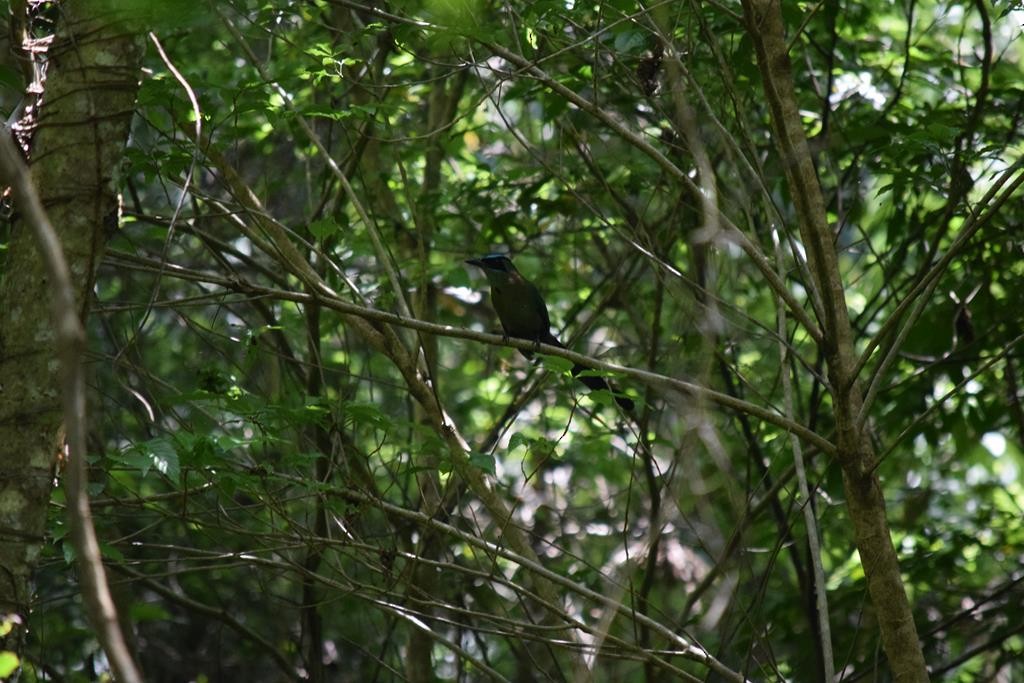 Motmot de Lesson - ML392270851