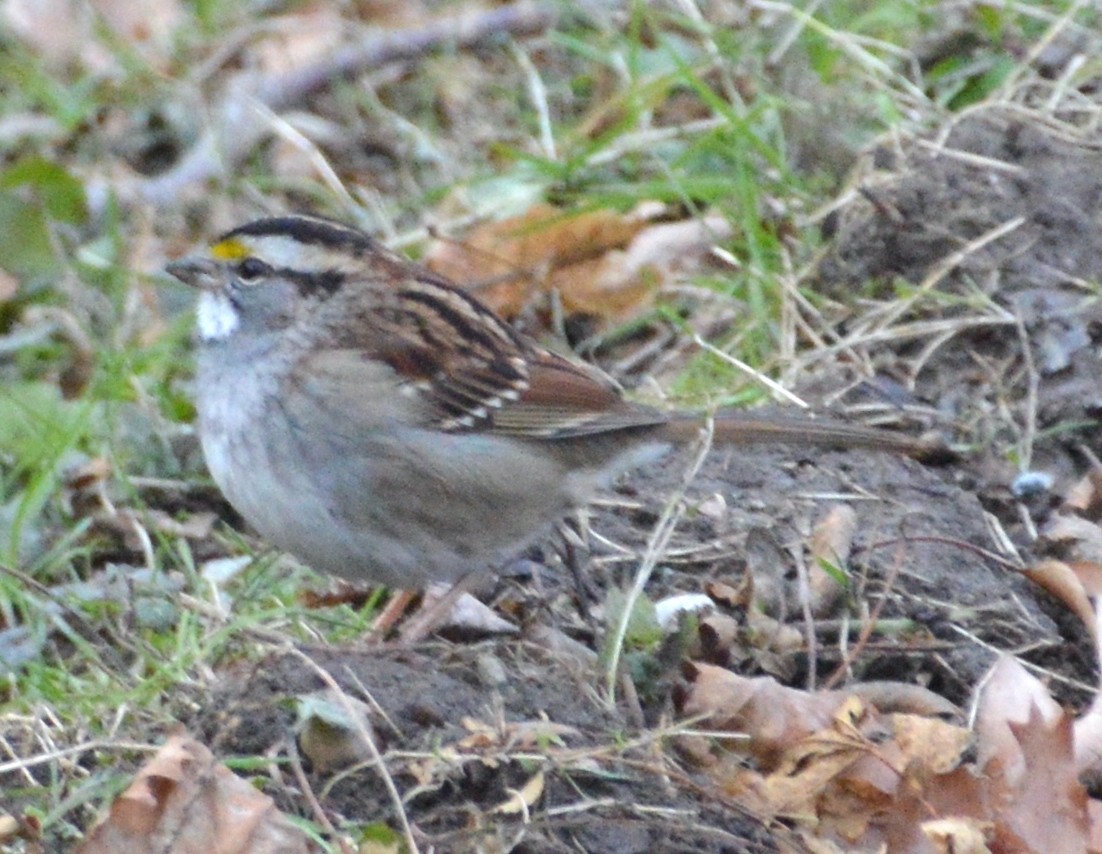 White-throated Sparrow - ML392271881