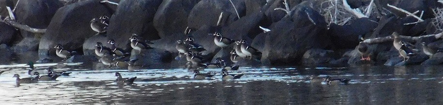 Wood Duck - ML39227441