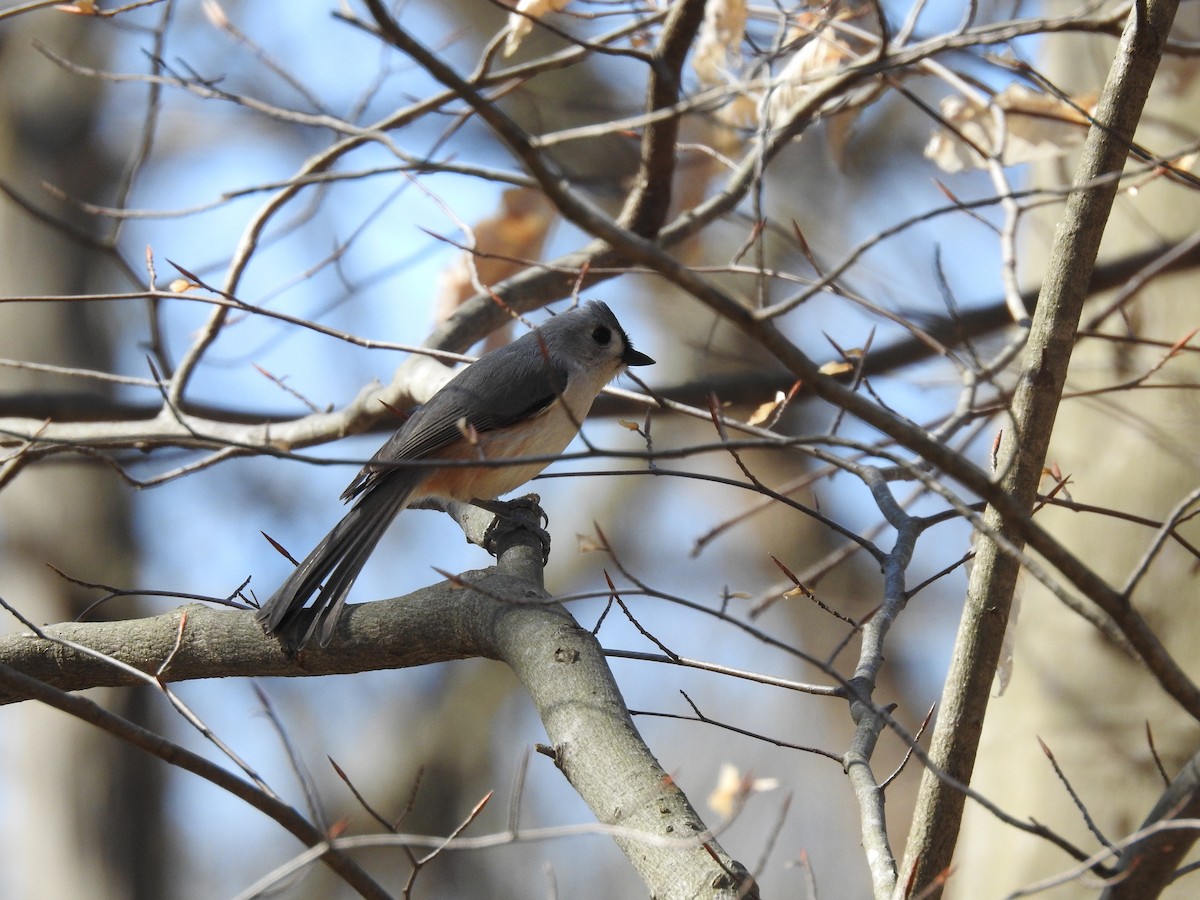 Tufted Titmouse - ML392277601