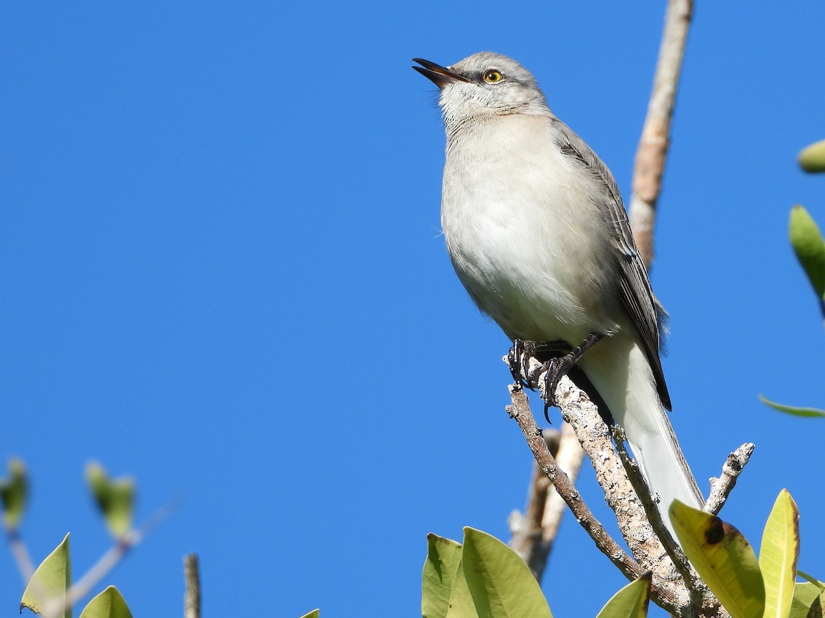 Northern Mockingbird - ML392279461