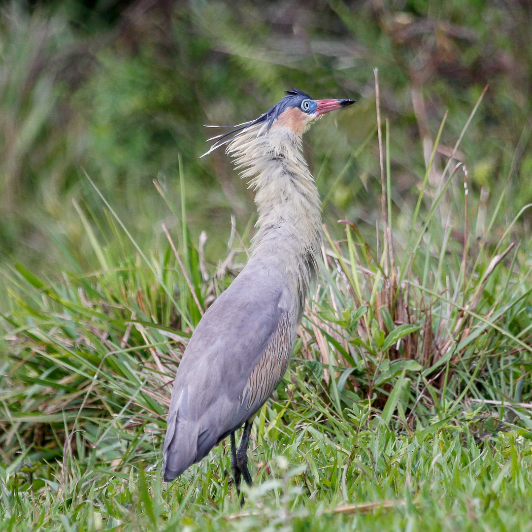 Whistling Heron - ML392282211