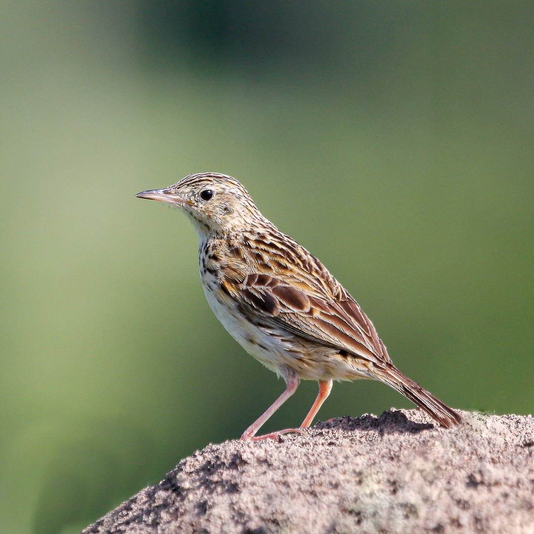 Yellowish Pipit - ML392282321