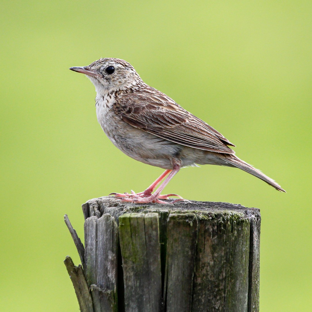 Hellmayr's Pipit - ML392282451