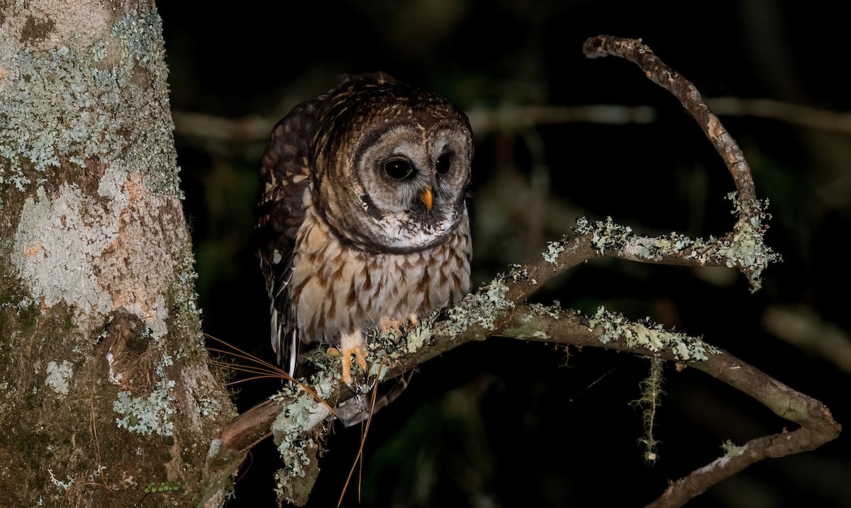 Fulvous Owl - ML392282691