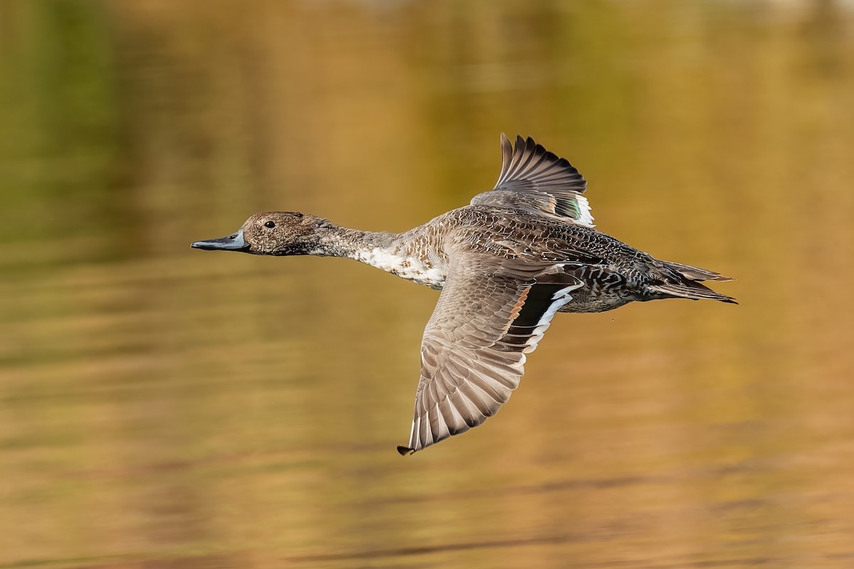 Northern Pintail - Dan Brown