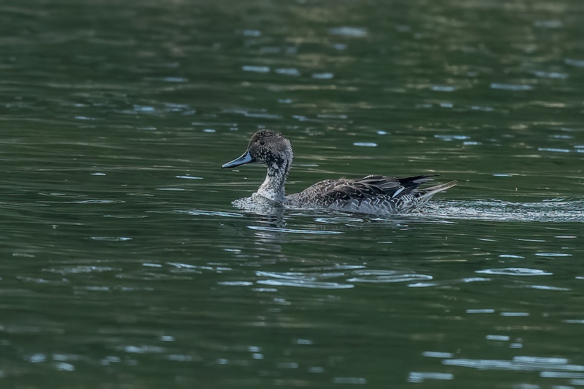 Northern Pintail - ML392282861