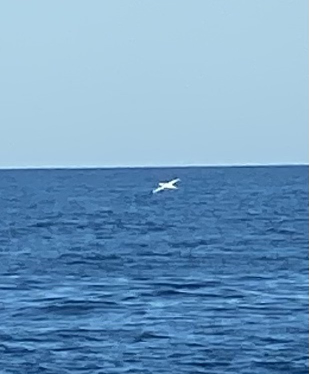 Northern Gannet - ML392283721