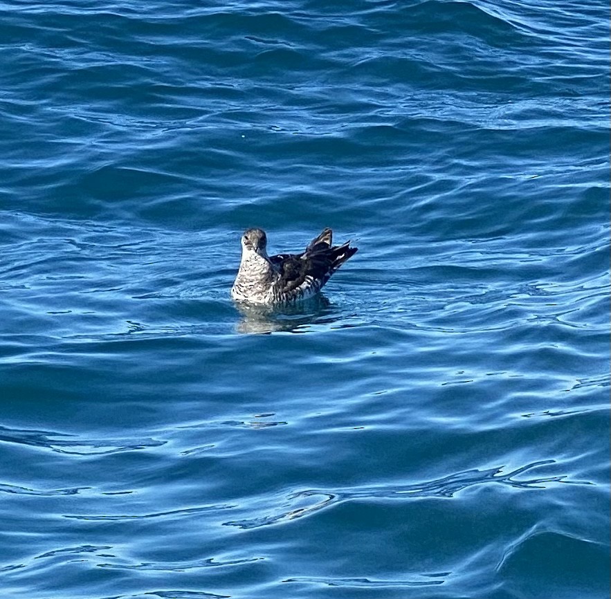 Pomarine Jaeger - ML392283761