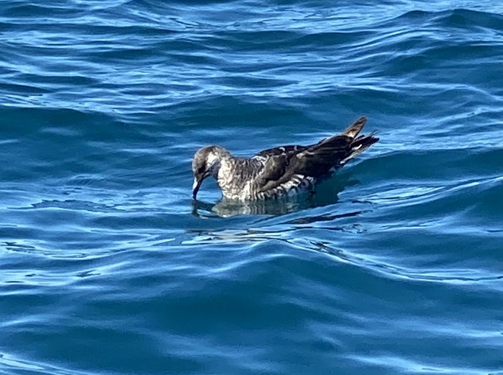 Pomarine Jaeger - ML392283771