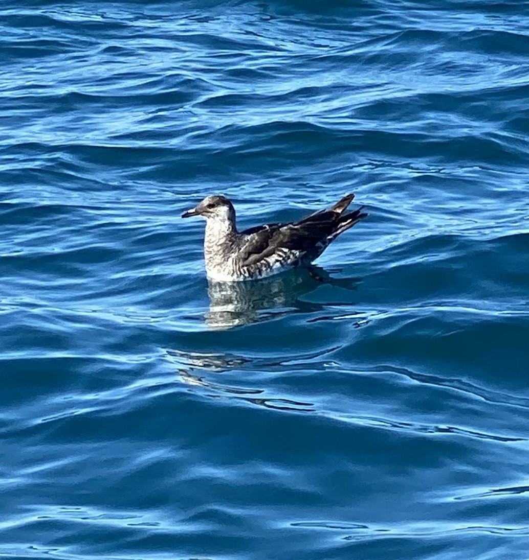 Pomarine Jaeger - Shane Cantrell