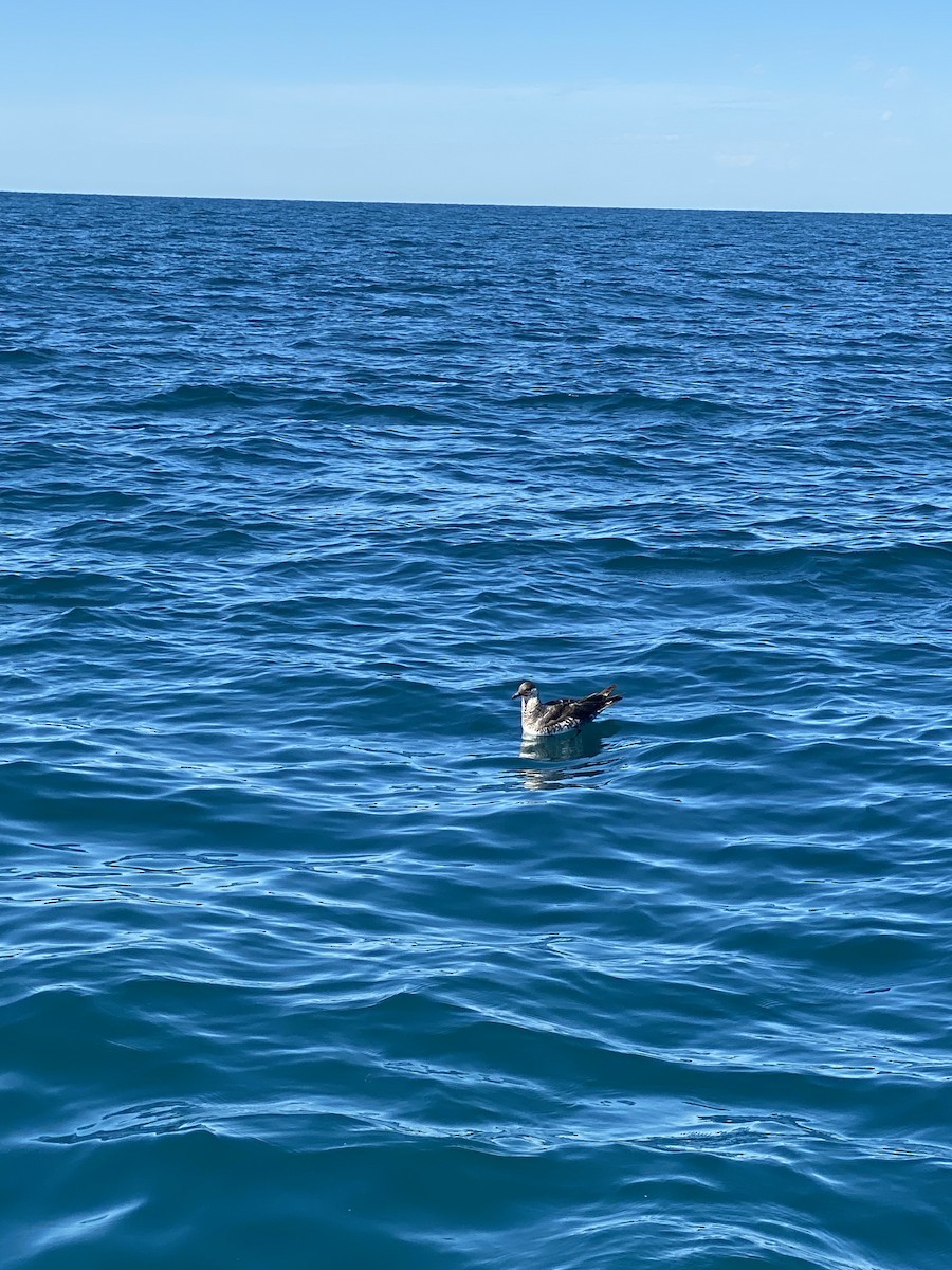 Pomarine Jaeger - ML392283791