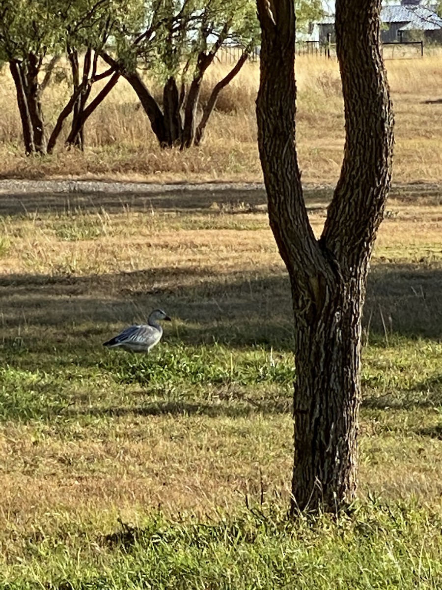 Snow Goose - ML392283981