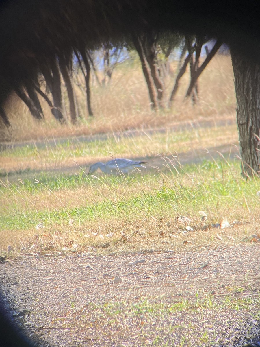 Snow Goose - ML392283991