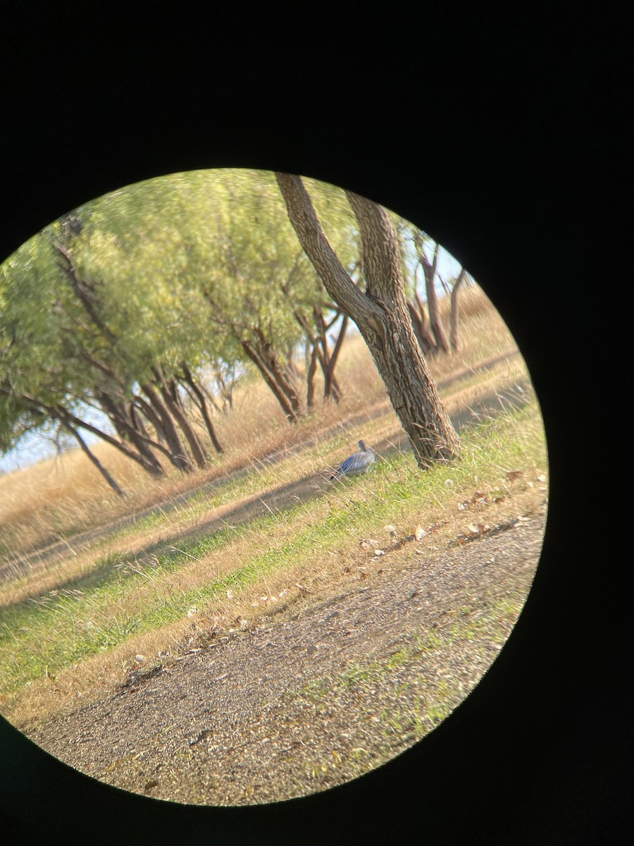 Snow Goose - ML392284001