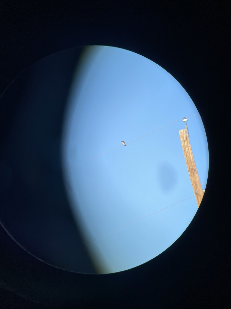 Belted Kingfisher - ML392284071