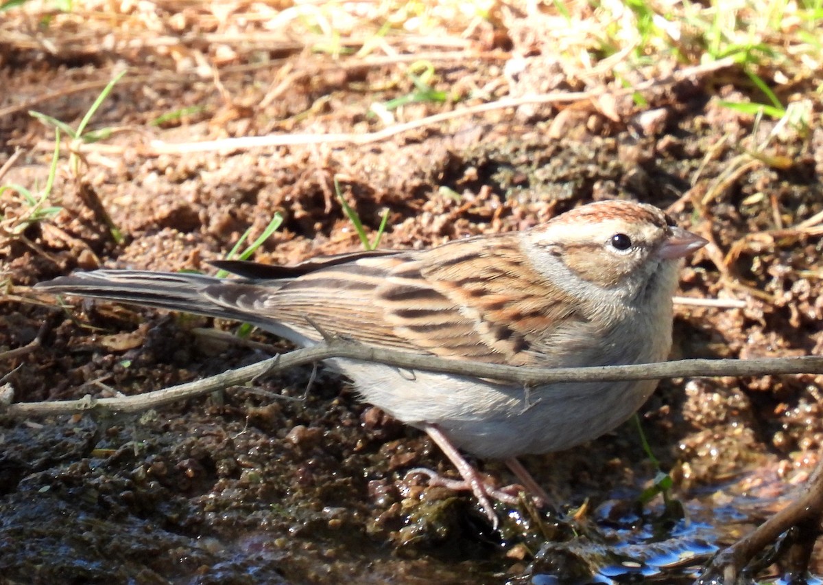 Chipping Sparrow - ML392285331