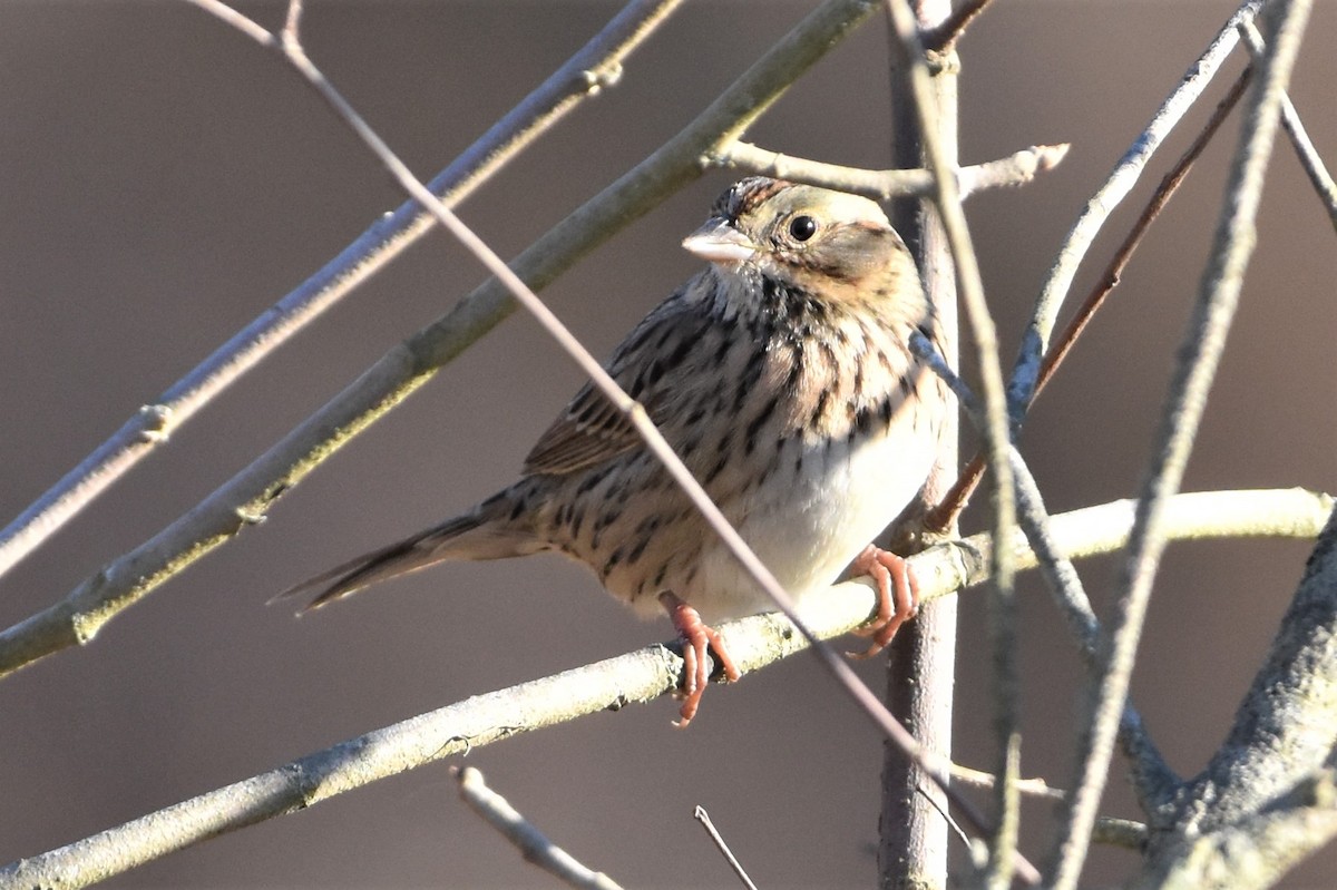 Lincoln's Sparrow - ML392285991