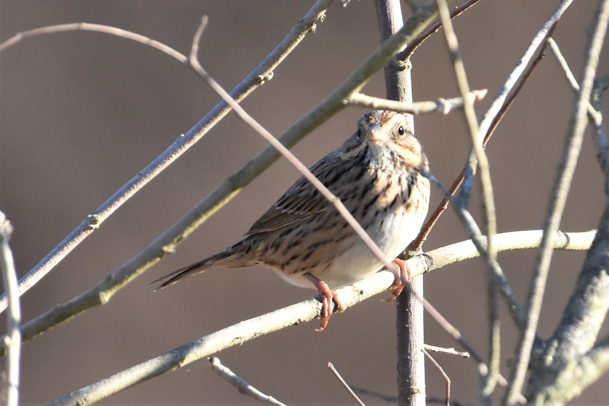 Lincoln's Sparrow - ML392286091