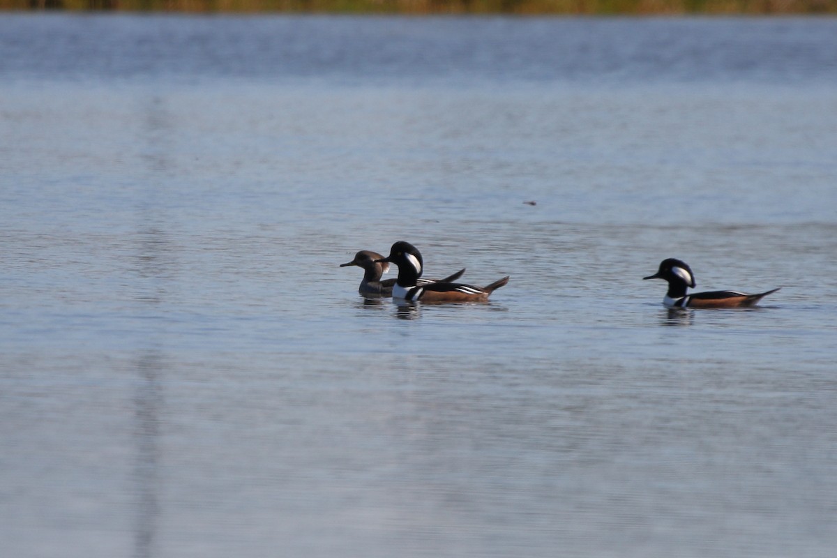 Hooded Merganser - Richard Brittain