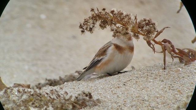 Snow Bunting - ML392286561