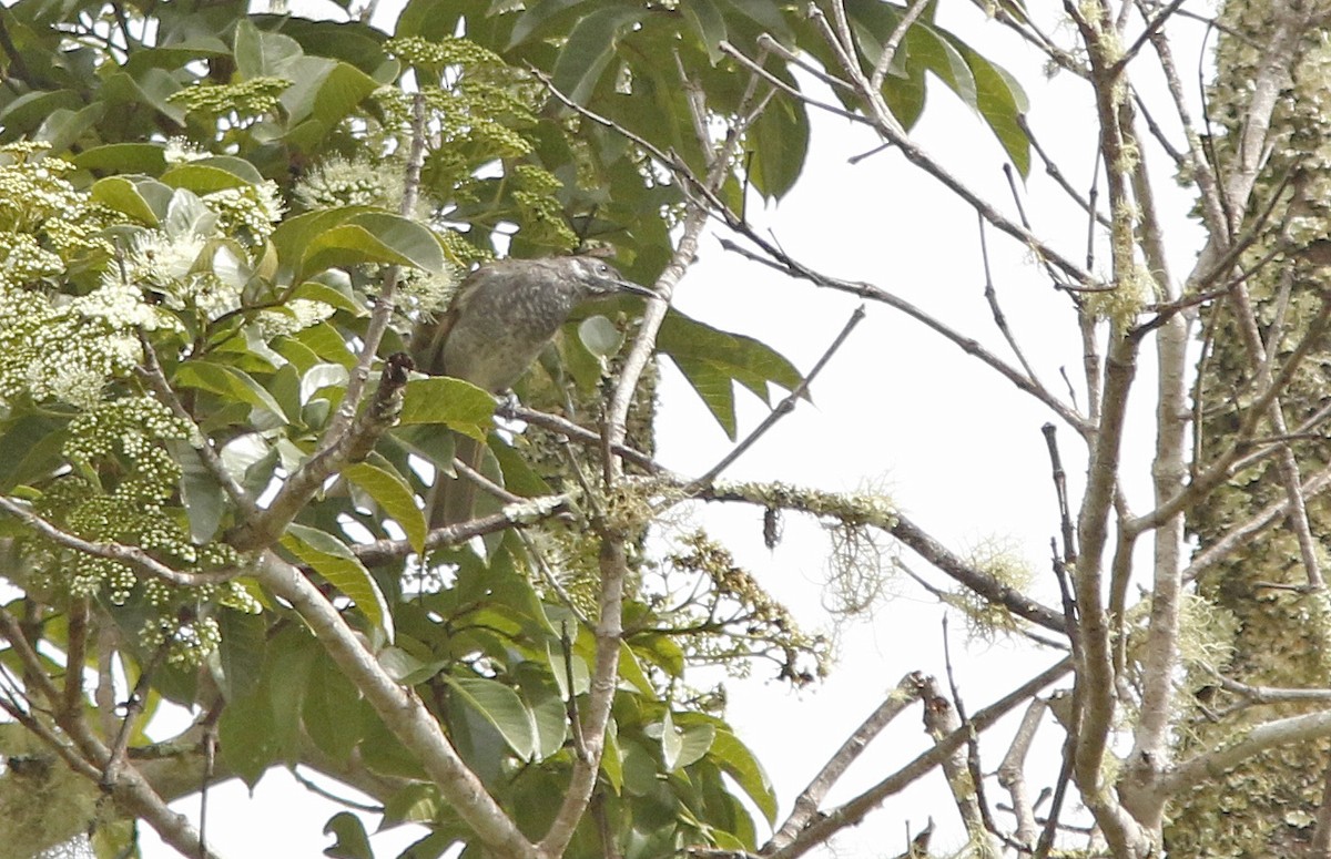 Marbled Honeyeater - ML39228711