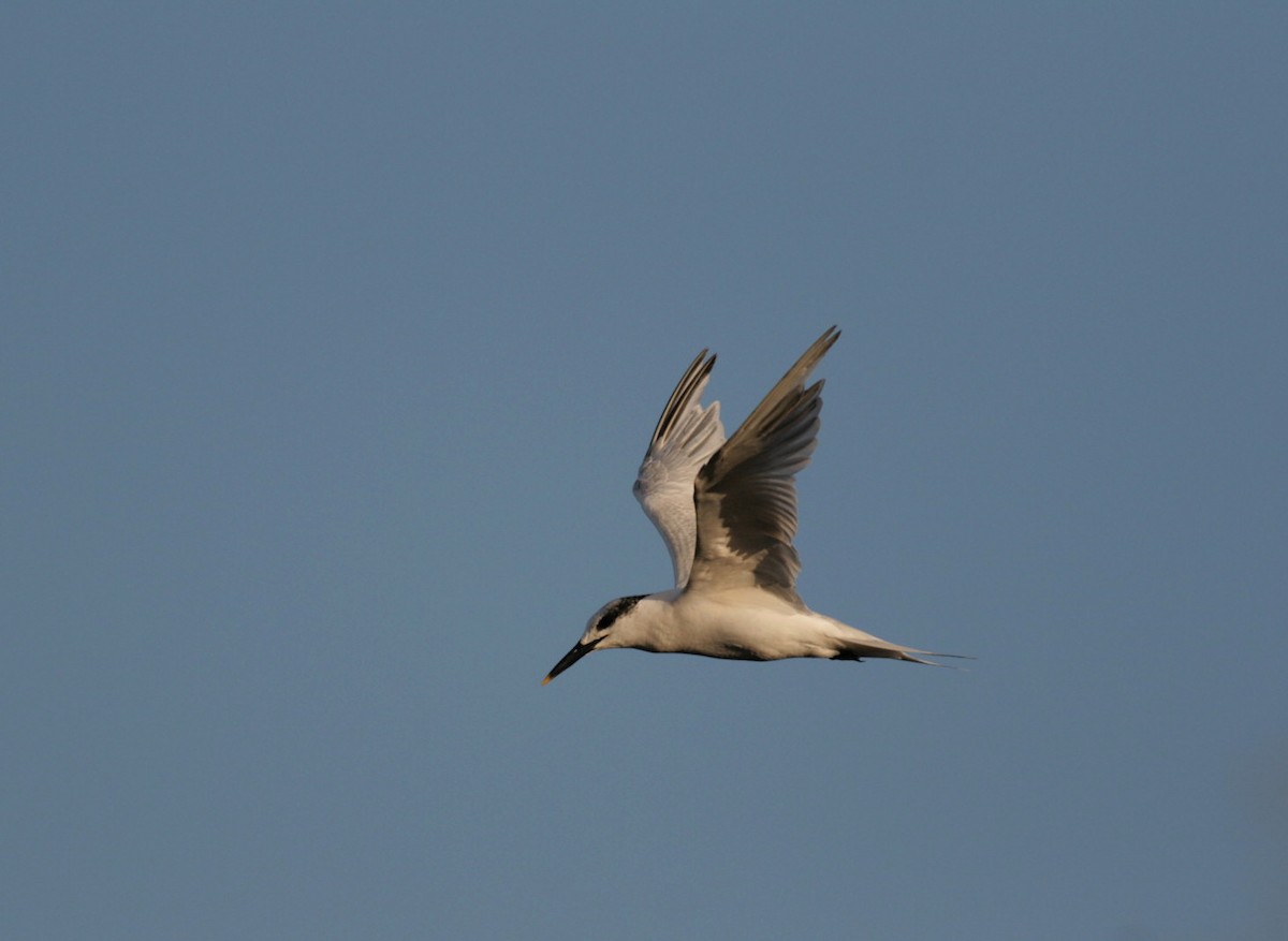 Sandwich Tern - Xabier Remirez