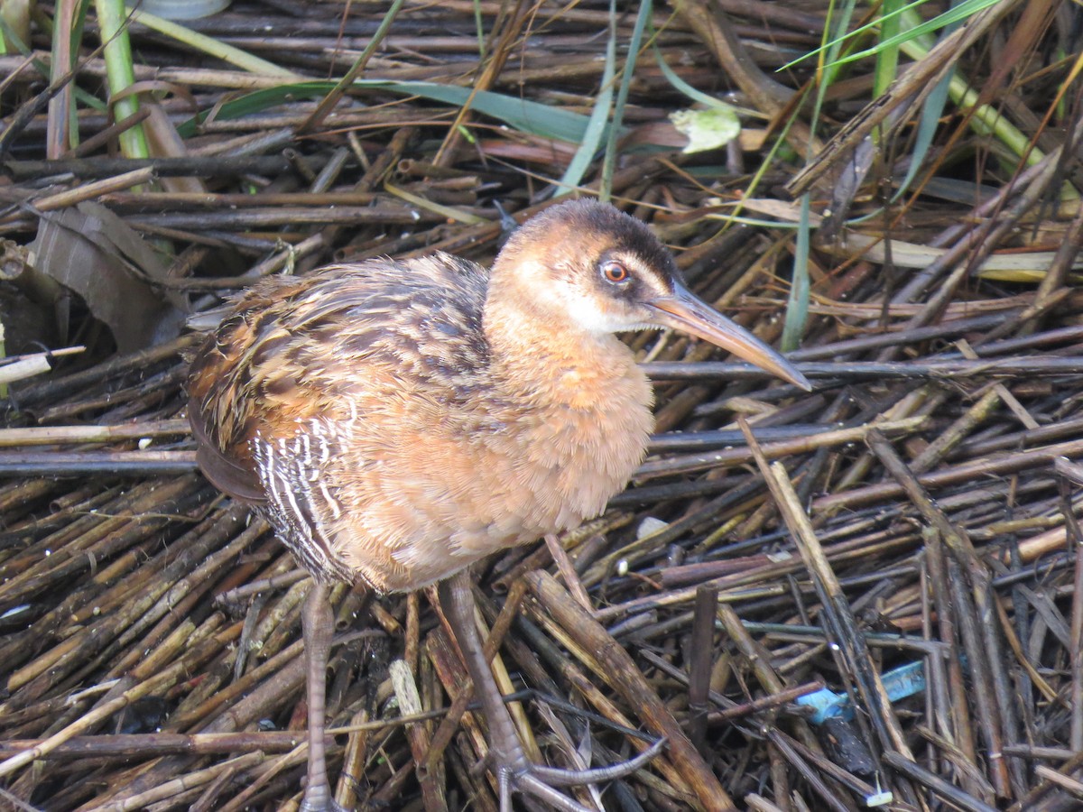 King Rail - ML392288371