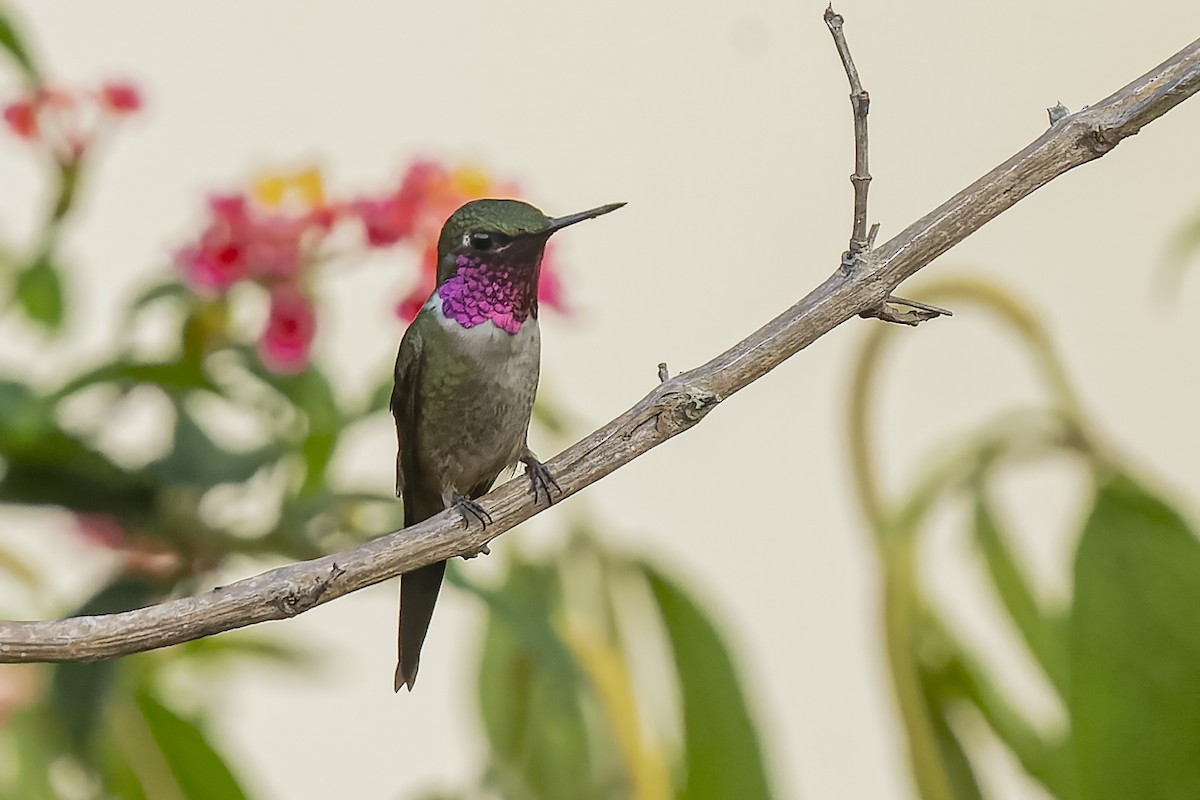 Amethyststernkolibri - ML392288701