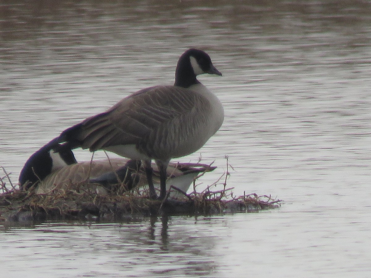 Cackling Goose (Taverner's) - ML392288771