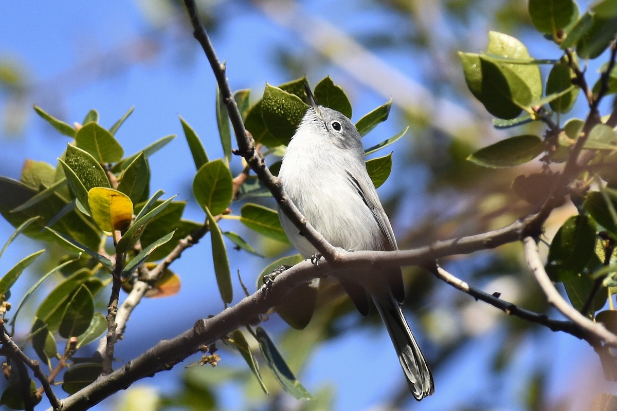 Blue-gray Gnatcatcher - ML392289011