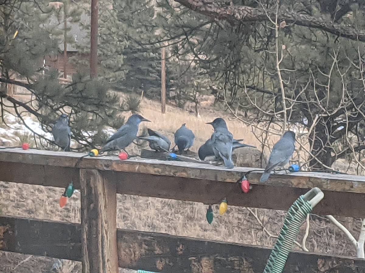 Pinyon Jay - ML392290811