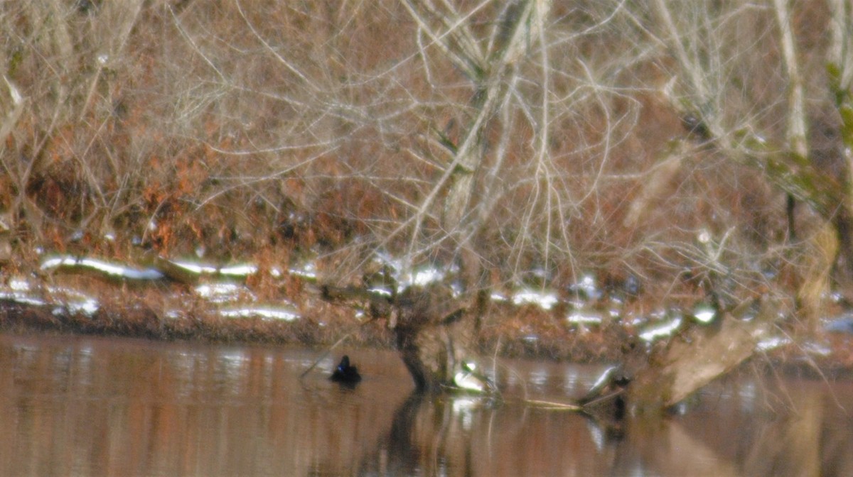 Hooded Merganser - Brad Goodner