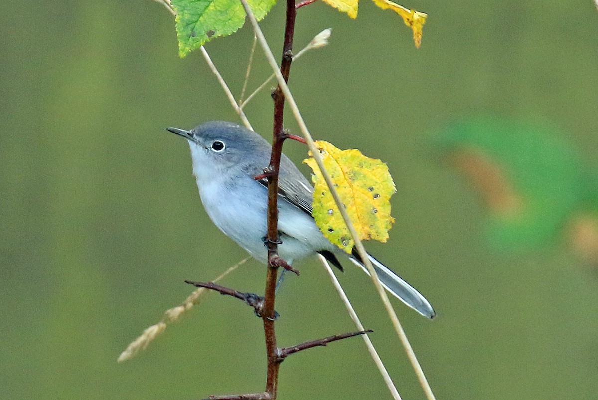 Blue-gray Gnatcatcher - ML39229131