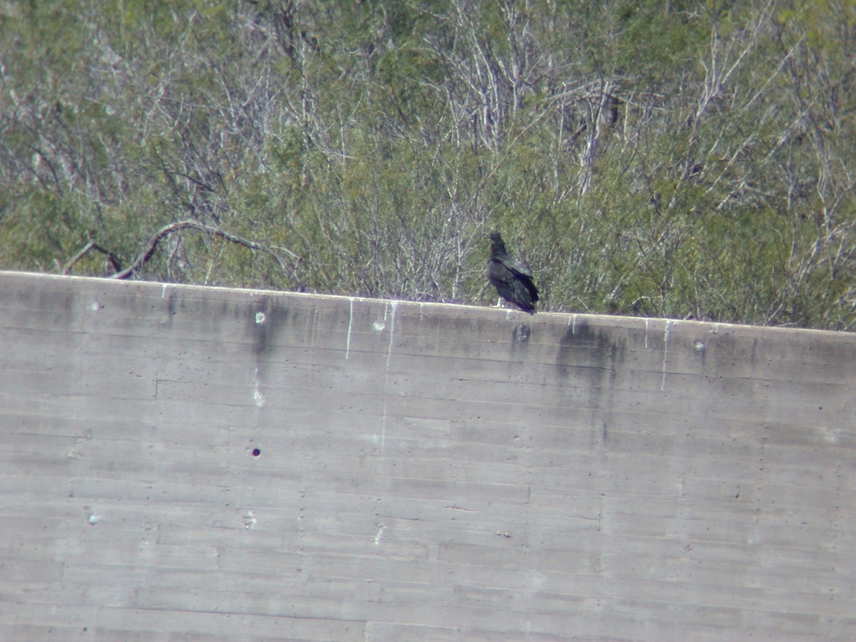 Black Vulture - ML392291361