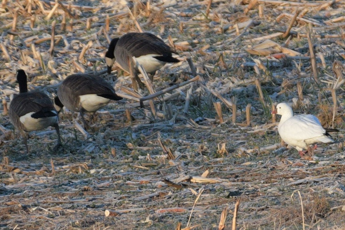 Ross's Goose - ML392291621