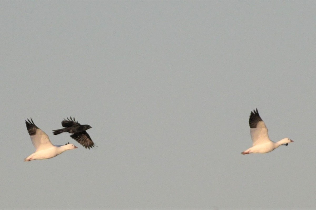 Ross's Goose - ML392291661