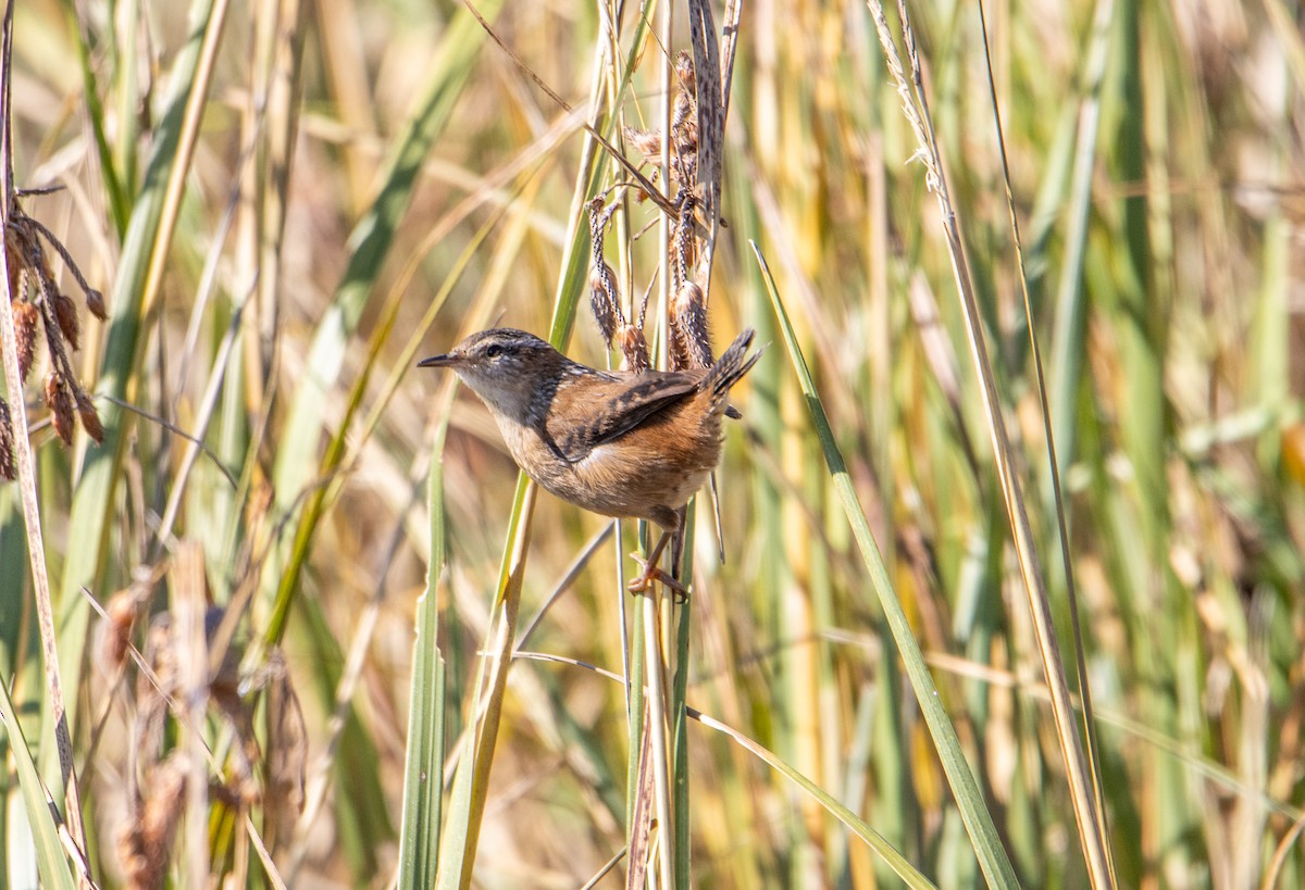 Marsh Wren - ML392293001