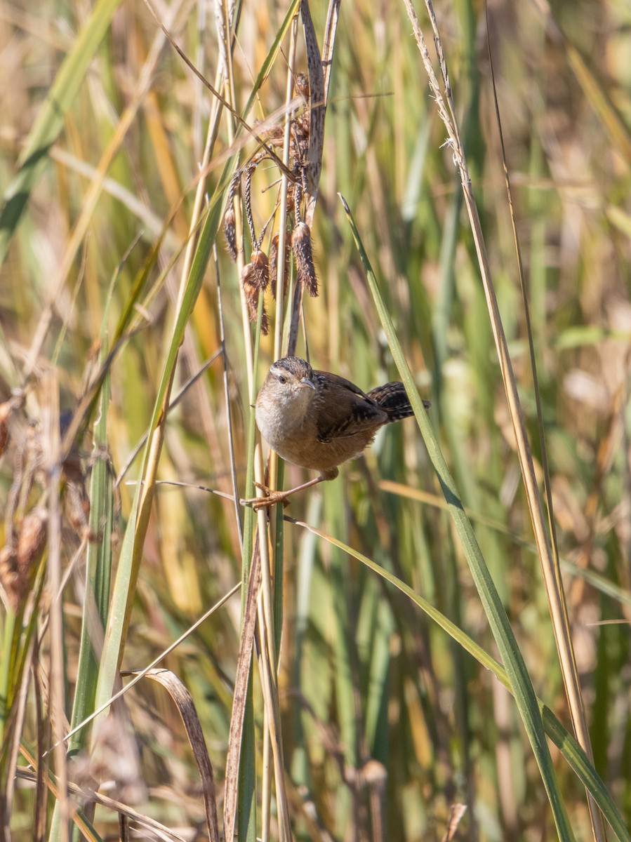 Marsh Wren - ML392293011