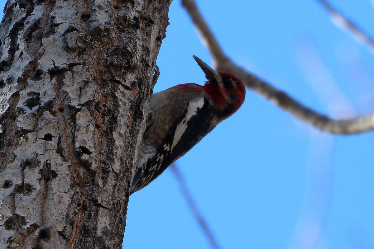 Red-breasted Sapsucker - ML392293311