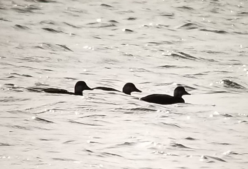 Black Scoter - Andrea Szymczak