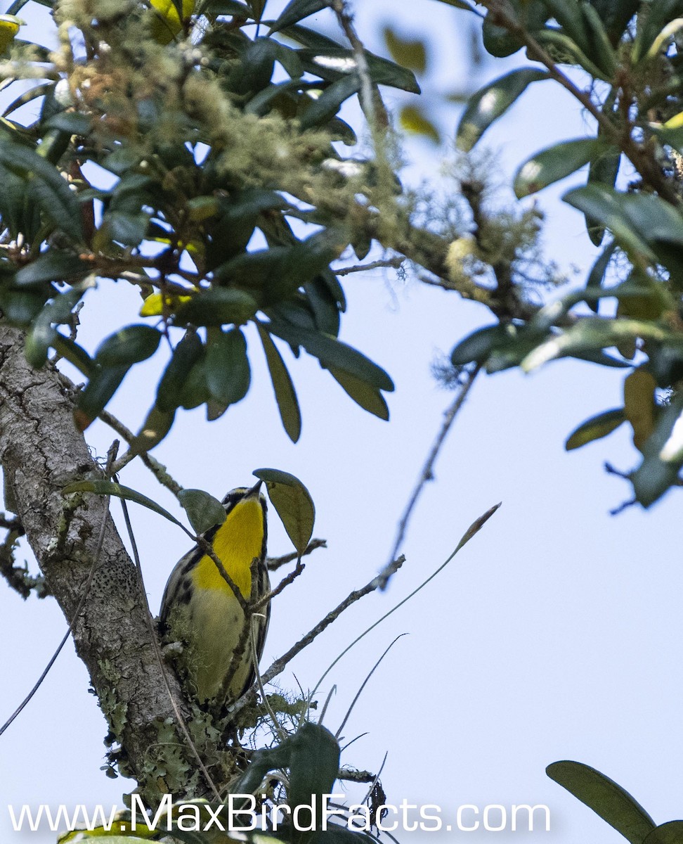 Yellow-throated Warbler - Maxfield Weakley