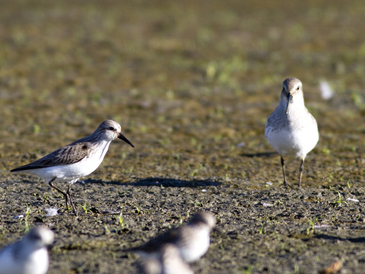 Dunlin - Glenn Seeholzer