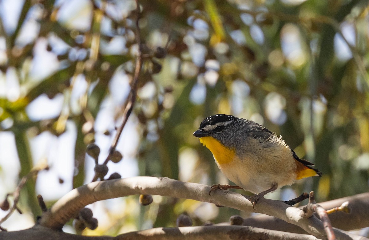 Spotted Pardalote - ML392299661