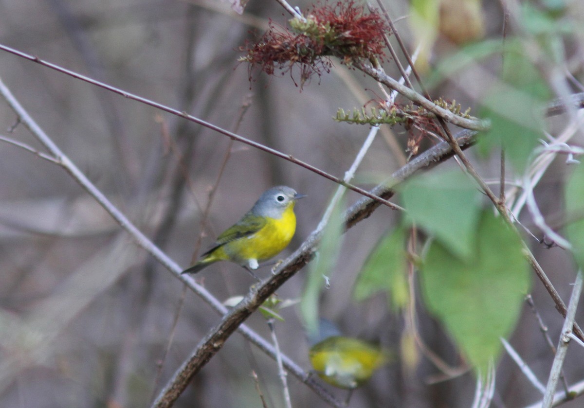 Nashville Warbler - ML392301651