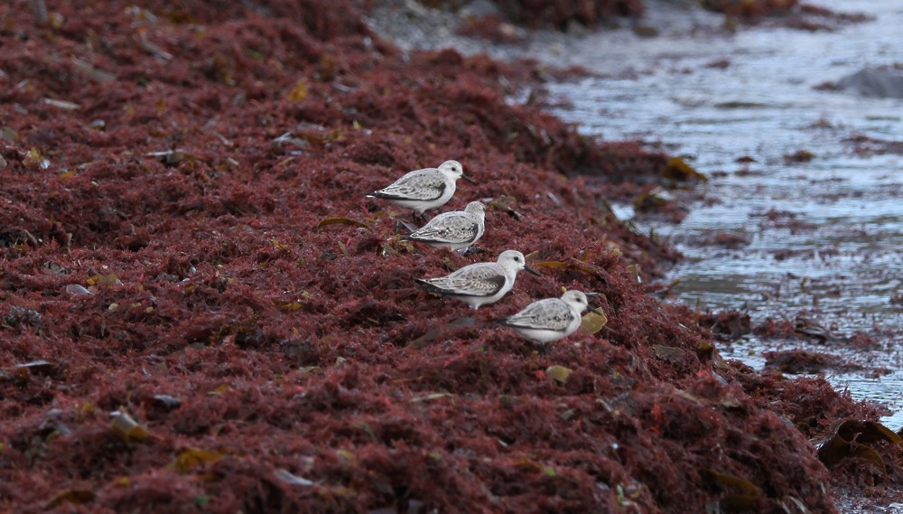 Bécasseau sanderling - ML392305301