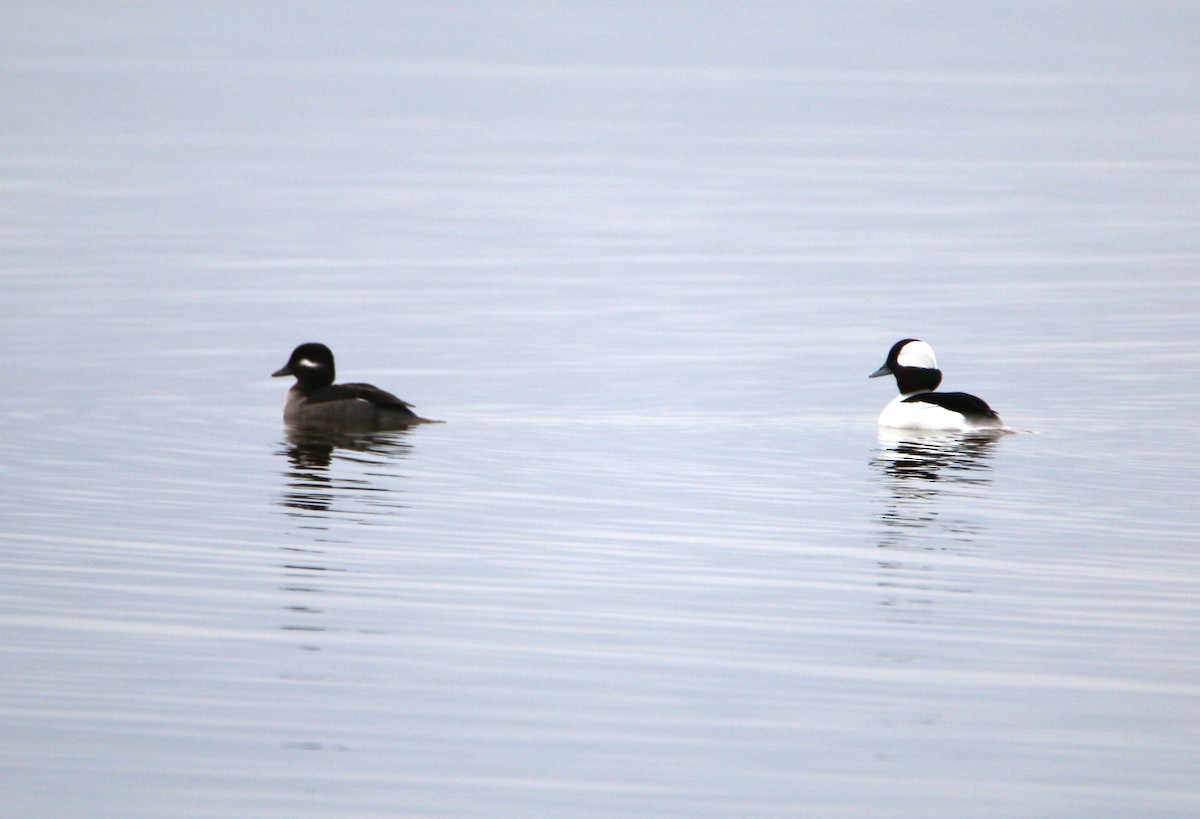 Bufflehead - ML392305791