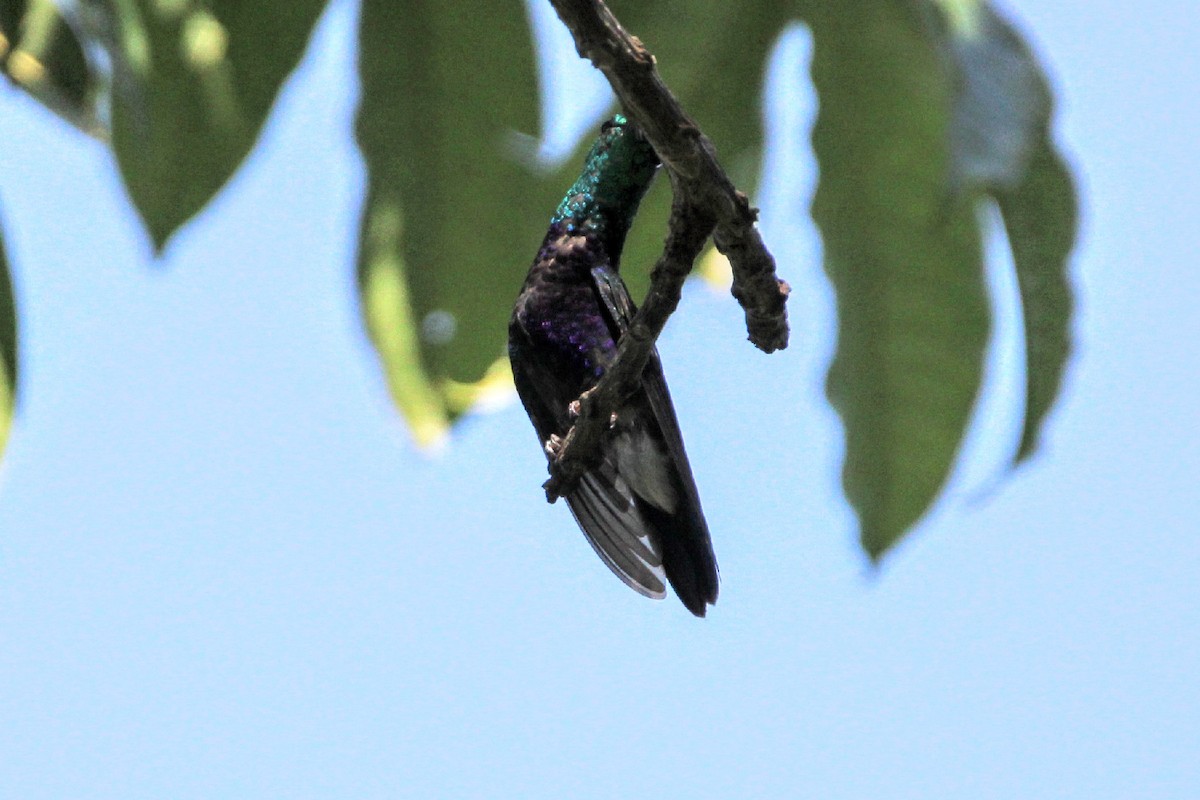 Fork-tailed Woodnymph - Paulo Valadao